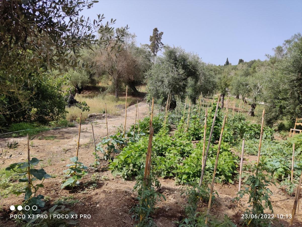Corfu Oasis Studio Neochorakion المظهر الخارجي الصورة